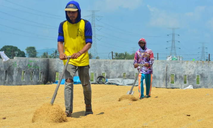 BPS: Harga gabah tertinggi di tingkat petani Rp11.900 perkilogram