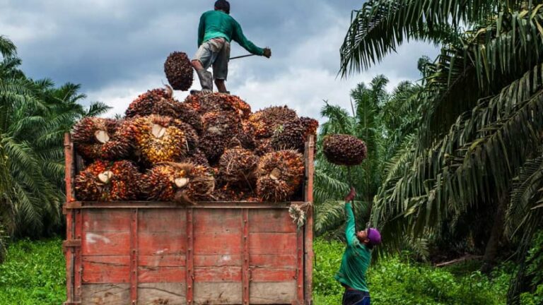 Harga TBS Sawit Kalteng Periode II-Desember 2024 Turun Rp 72,81/Kg