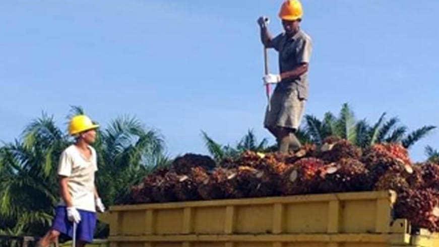 Harga TBS Kelapa Sawit di Kalimantan Utara Naik, Capai Rp 3.015,12/Kg