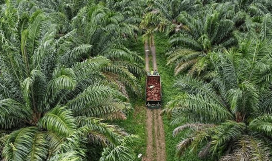 Pemprov Kalteng Tetapkan Harga TBS Sawit Periode I Januari 2025