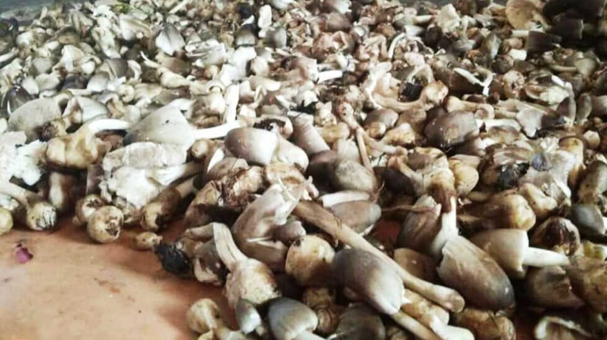 Masyarakat Kalimantan Ubah Limbah Sawit Jadi Jamur Bernutrisi Tinggi