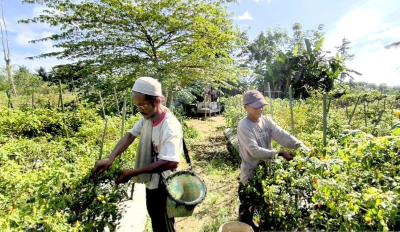 Pemkab Hulu Sungai Tengah Sebut Petani Cabai Untung Besar