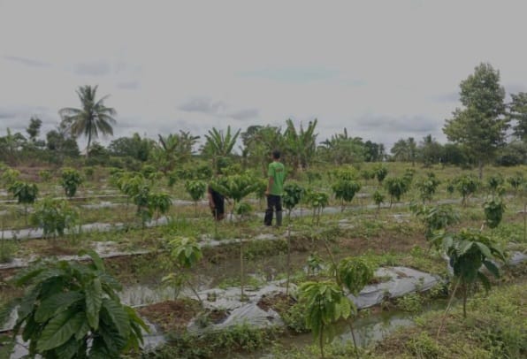 Petani Desa Hiyung Tapin Kembangkan Kopi Robusta di Lahan Rawa