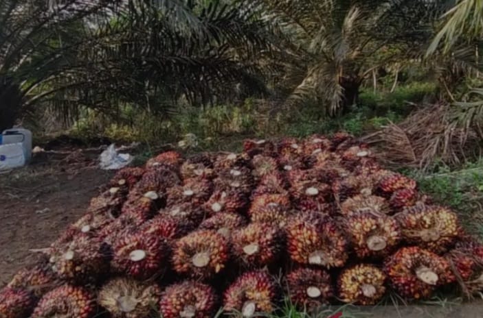 Periode Awal Februari 2025, TBS di Kaltim Turun Harga