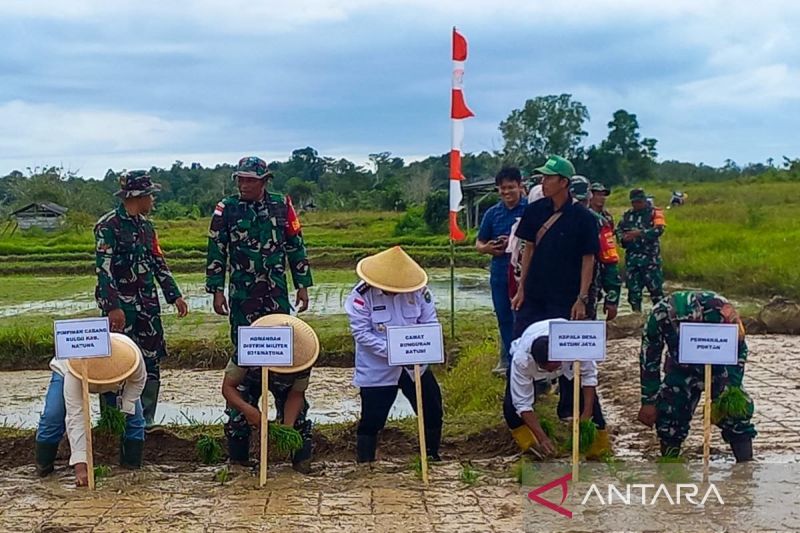 Tanam Padi di Natuna