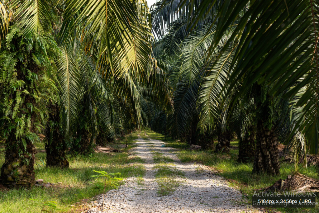 Kelapa Sawit