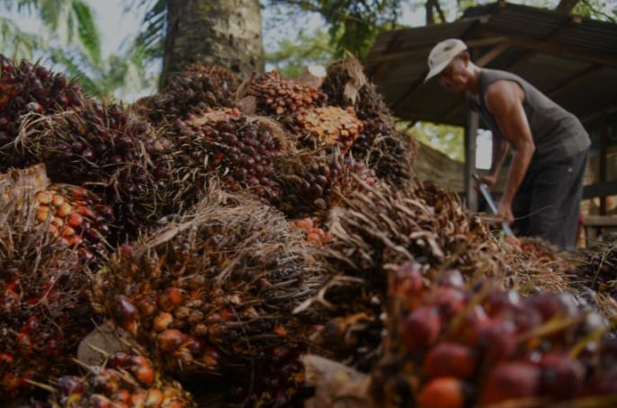 Tips Merawat Kelapa Sawit agar Produktivitas Maksimal