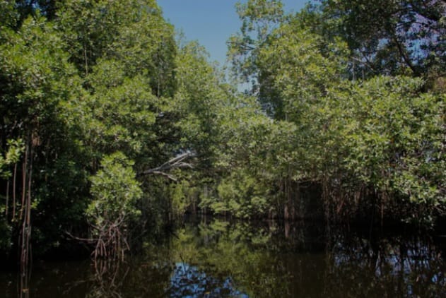 Fakta soal Mangrove, Tersebar di 257 Kabupaten/Kota di Indonesia