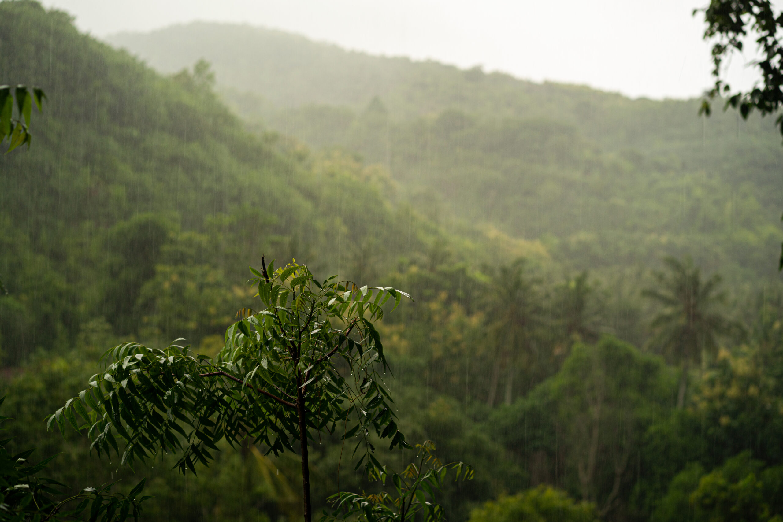 Pentingnya Hutan Hujan Tropis untuk Keseimbangan Ekosistem Global