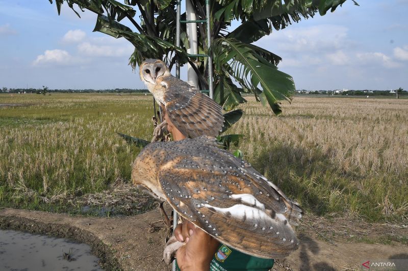 Presiden Prabowo Bantu Petani Berantas Tikus dengan Kirim Burung Hantu