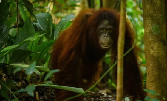 Orangutan sang Petani Hutan, Ini Fakta Menariknya