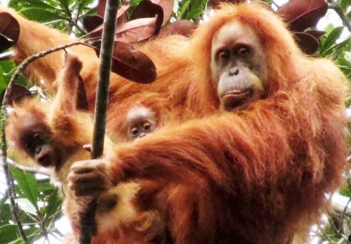 Tiga Jenis Orangutan di Indonesia, Tiga Subjenis di Kalimantan