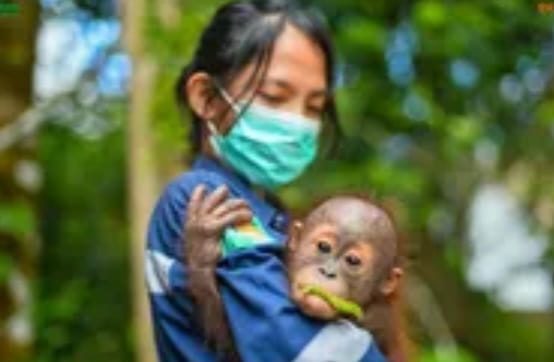 Konservasi Orangutan di Kalimantan, Tiga di Indonesia dan Dua di Malaysia