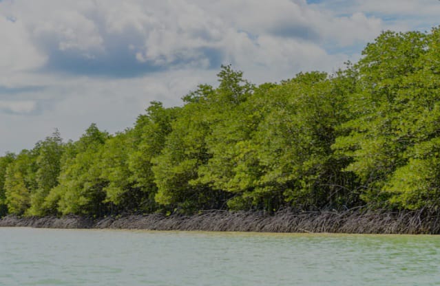 Eksistensi Mangrove Melawan Lima Ancaman