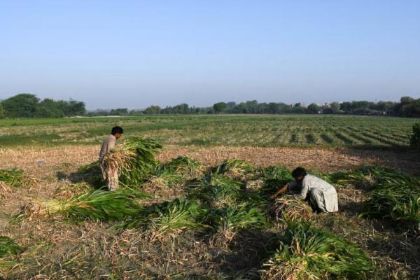 Kashmir_Reuter via Katakini