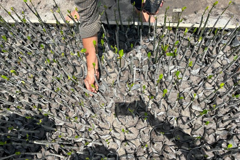 Mangrove