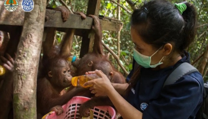 Menjaga Denyut Hutan: Upaya Nyata Melindungi Orangutan Kalimantan Barat