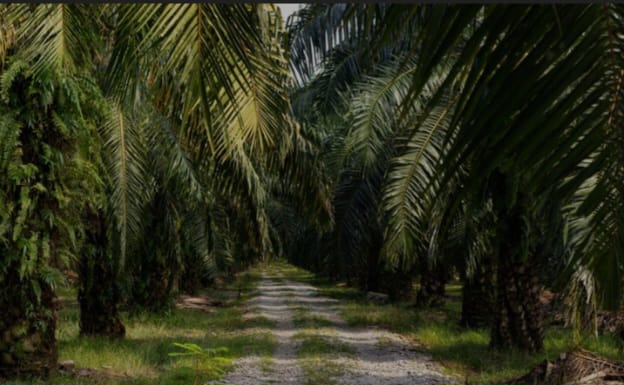 Kebun Sawit
