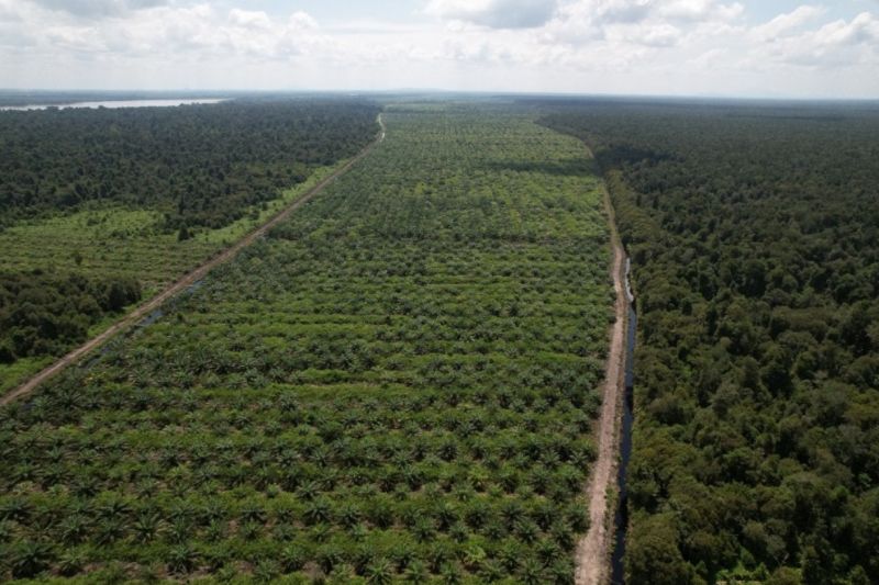 Perkebunan Sawit di Lahan Gambut Mesti Didukung Warga Bila Ingin Berhasil