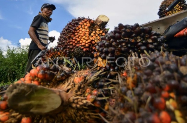 Program Palmstep Inception Dorong Keberlanjutan Sawit Rakyat di Kalimantan Tengah