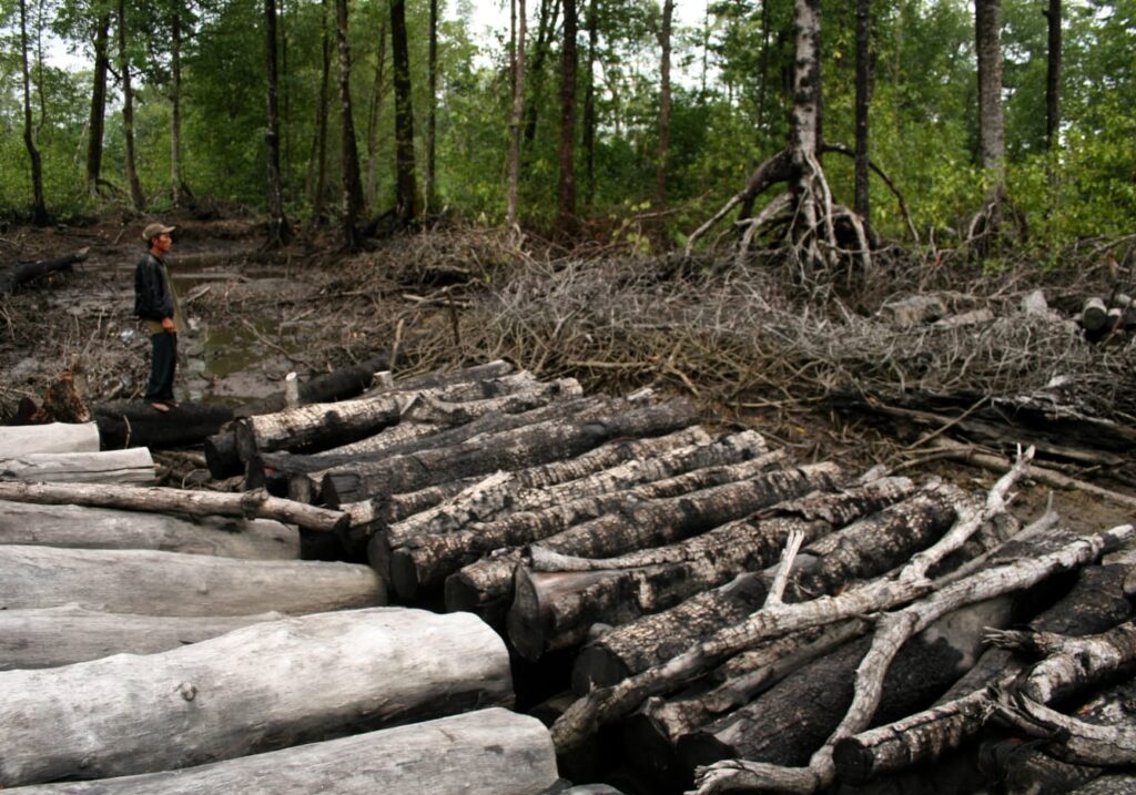 Perambahan Hutan