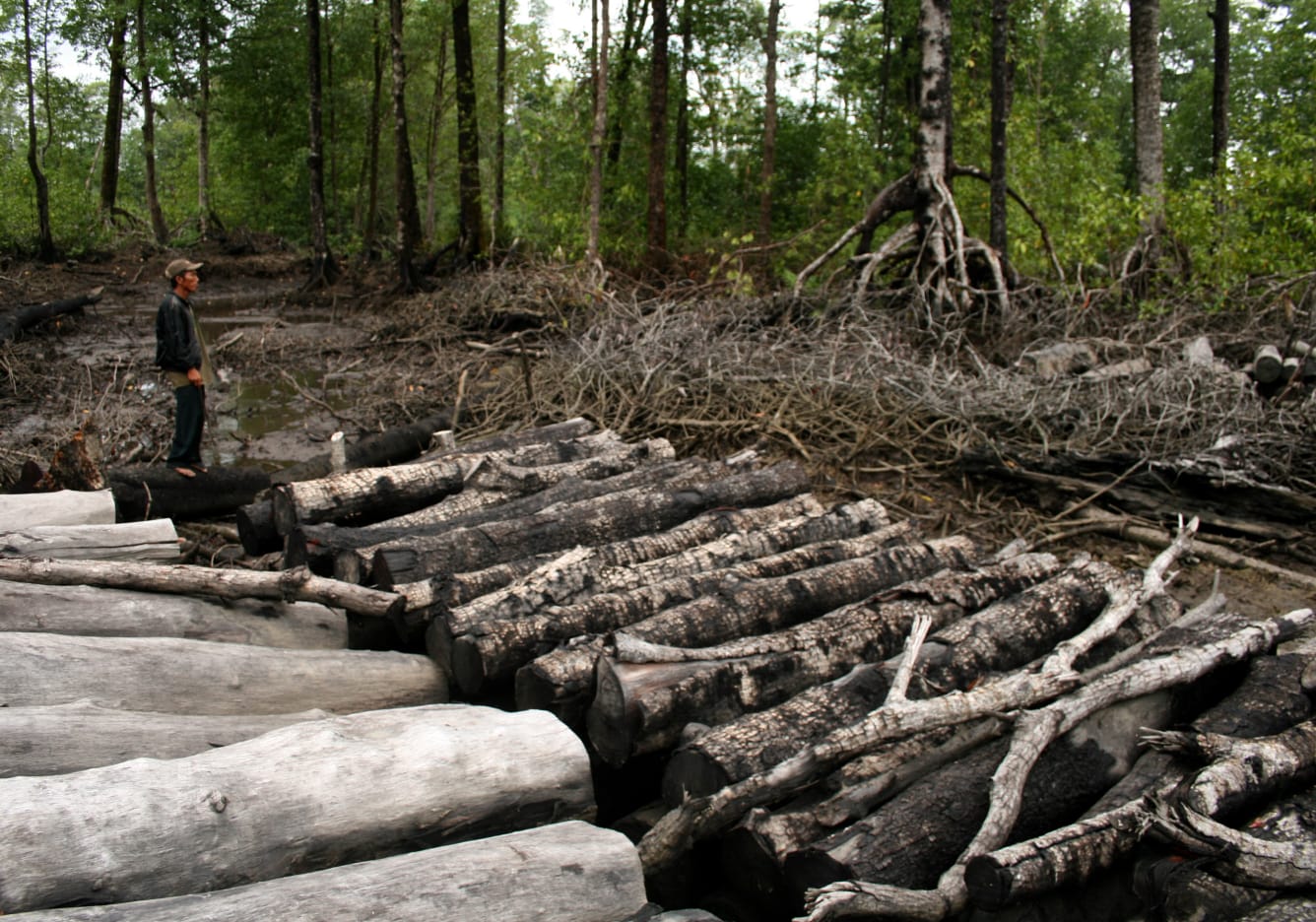 Perambahan Hutan