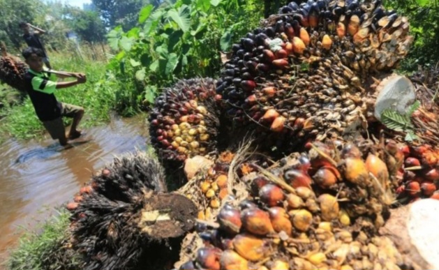 Harga TBS Sawit Periode 25 Juni–1 Juli 2025: Mitra Swadaya Naik, Plasma Turun