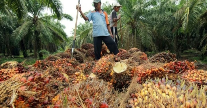 Kemenperin Resmikan Pilot Project Nira Gula Sawit dari Batang Sawit Tua