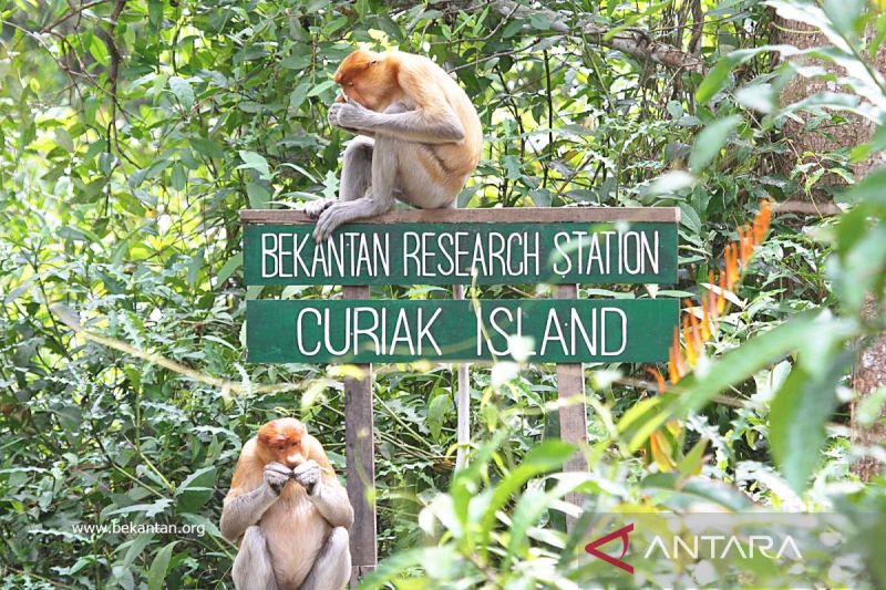 Bekantan di Pulau Curiak