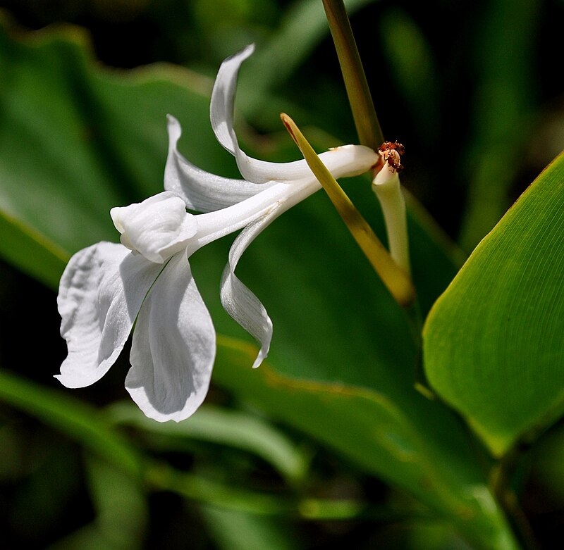 Bemban atau Donna canniformis