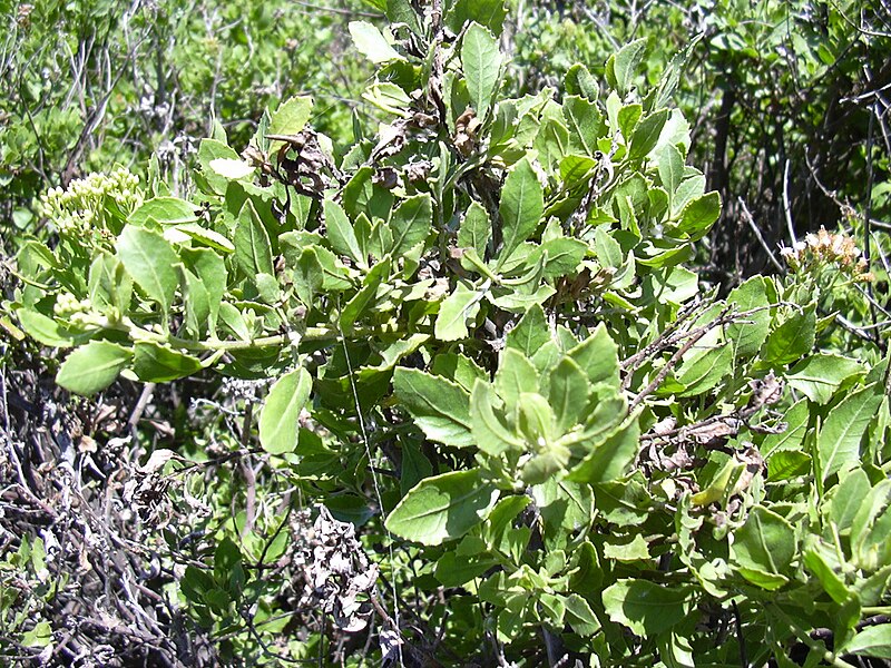 Bluntas (Pluchea indica)