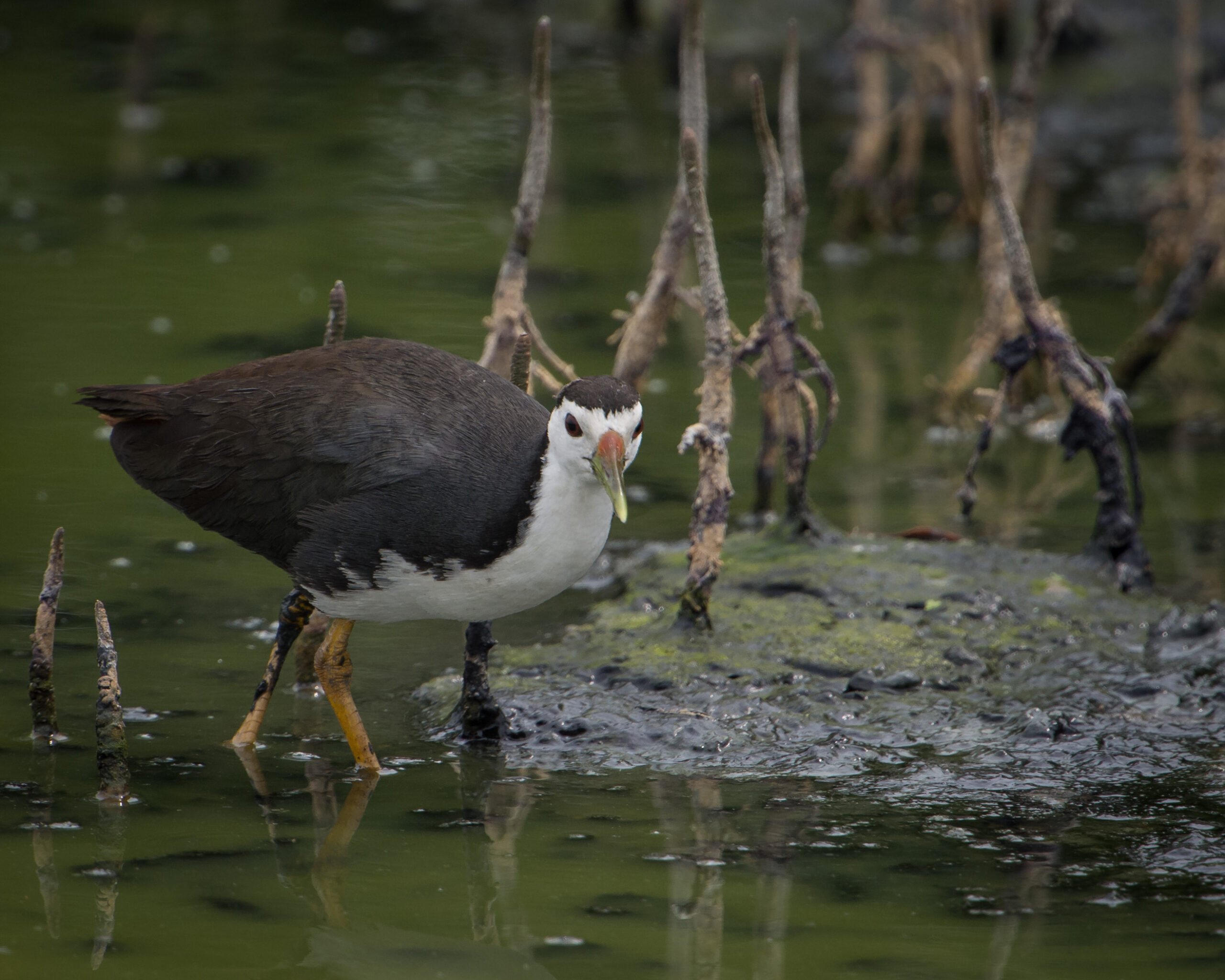 Burung Keroak
