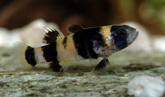 Ikan Gendang Gendis