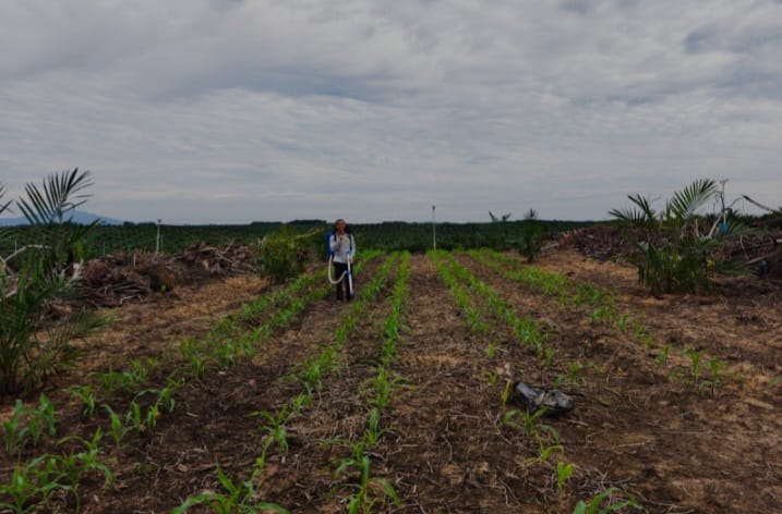 Demi Ketahanan Pangan, Tanam Jagung dan Padi di Lahan Sawit