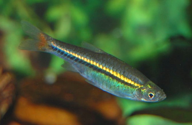 Ikan Seluang