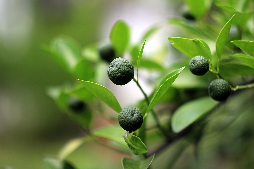 Jeruk Limau (Citrus amblycarpa)