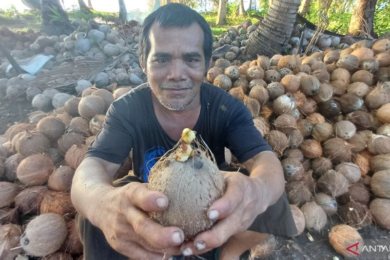 Kelapa, Mengembalikan Kejayaan Komoditas Penting di Indonesia