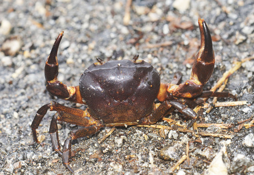 Keramak (Parathelphusa sp)