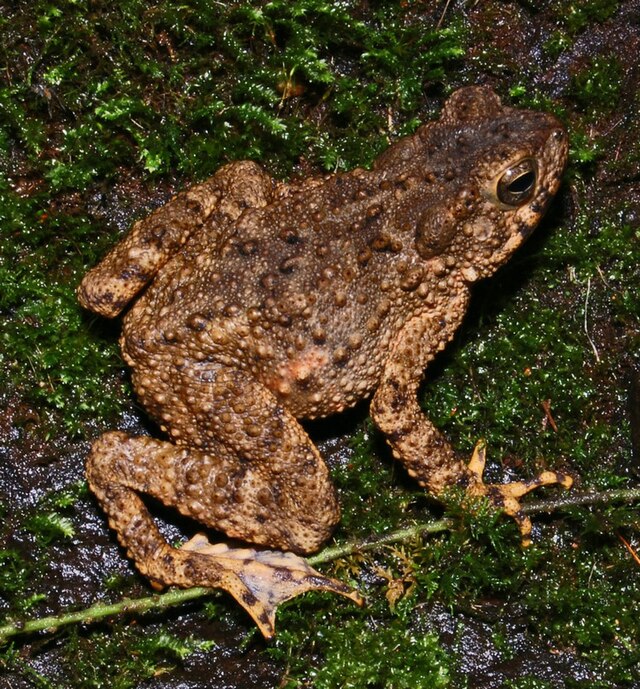Kodok Bangkong (Bufo asper)