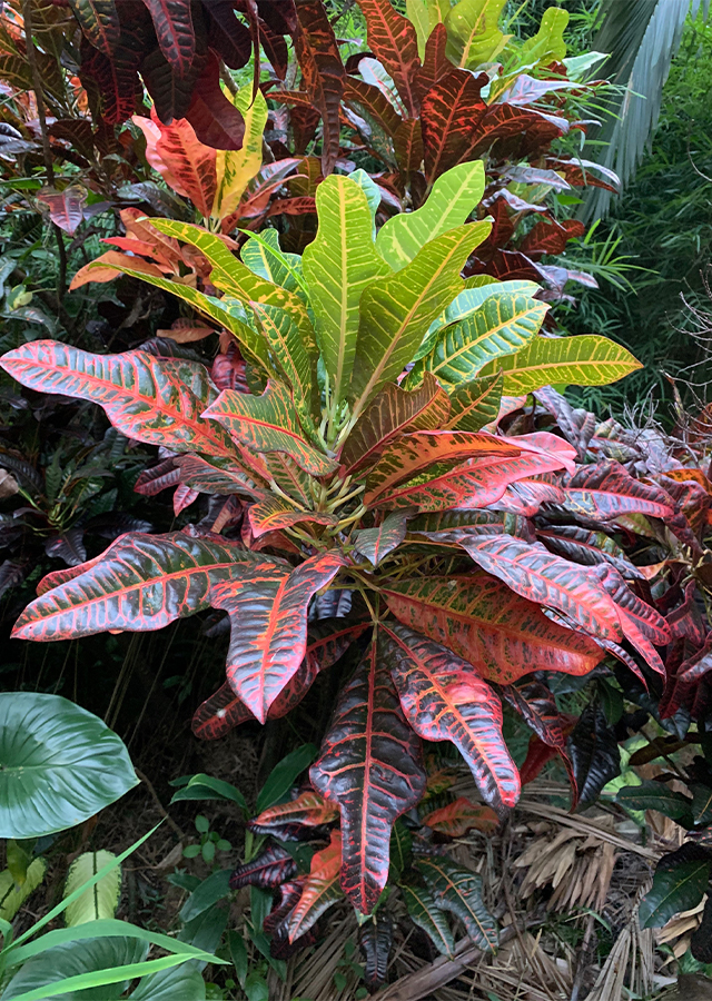 Puring (Codiaeum variegatum)