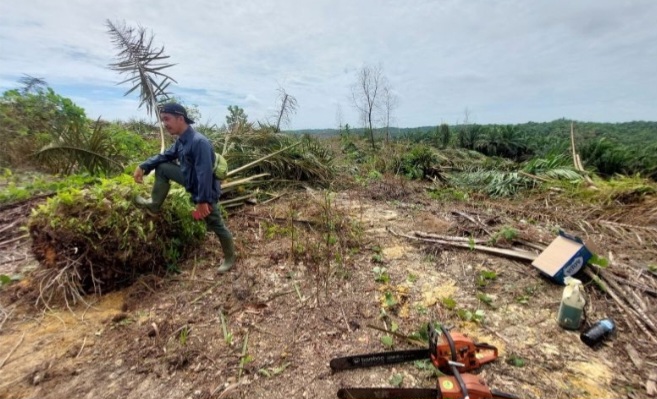 Negara Resmi Kuasai TNTN, Sawit di 401 Hektare Ditumbangkan untuk Reforestasi