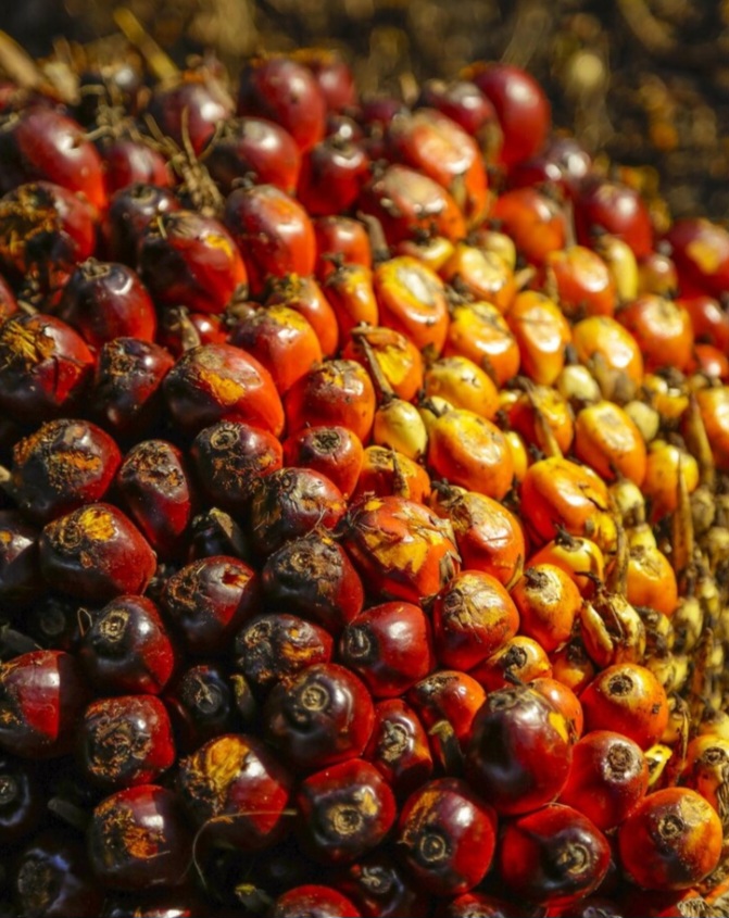 Satgas PKH Serahkan 800 Ribu Hektare Lahan Hutan ke BUMN Pengelola Sawit