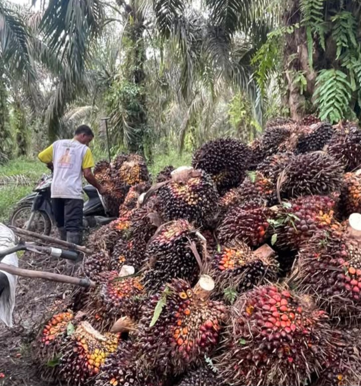 Potensi Perkebunan Sawit di Kalimantan Barat,  dari Peluang Ekonomi hingga Risiko Lingkungan