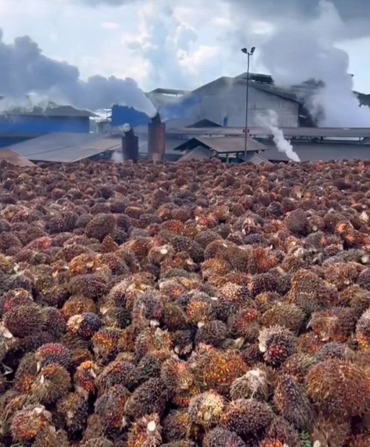 Dampak Tarif Impor 19 Persen dari AS terhadap Industri Sawit Indonesia