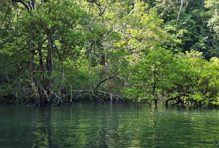 Hutan Mangrove Teluk Sulaiman