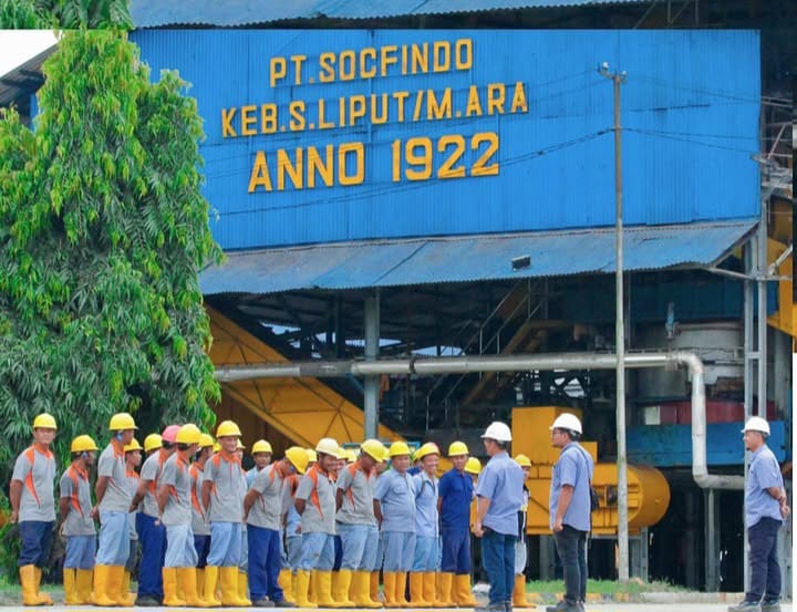 Bisnis Sawit Tertua di Indonesia itu Berawal dari Sumatra, Ini Sejarahnya