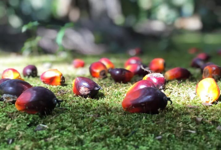kacang-kacangan penutup tanah
