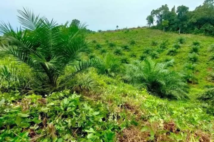 produksi kelapa sawit