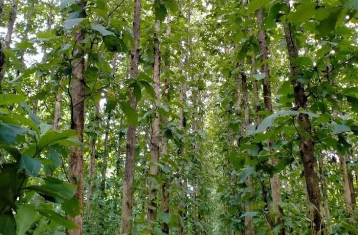 Pewarna Alami Tekstil