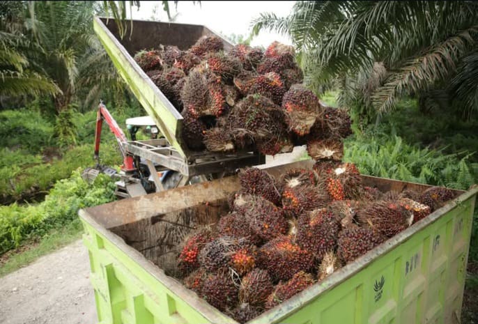 pabrik kelapa sawit